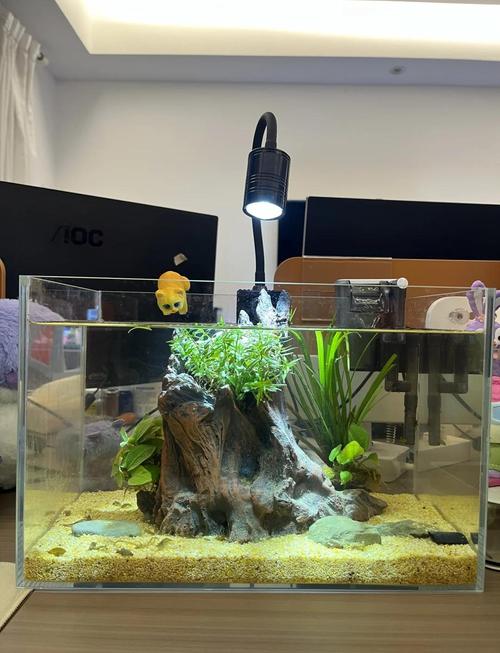 放鱼在桌上究竟是否符合风水讲究，有何讲究？