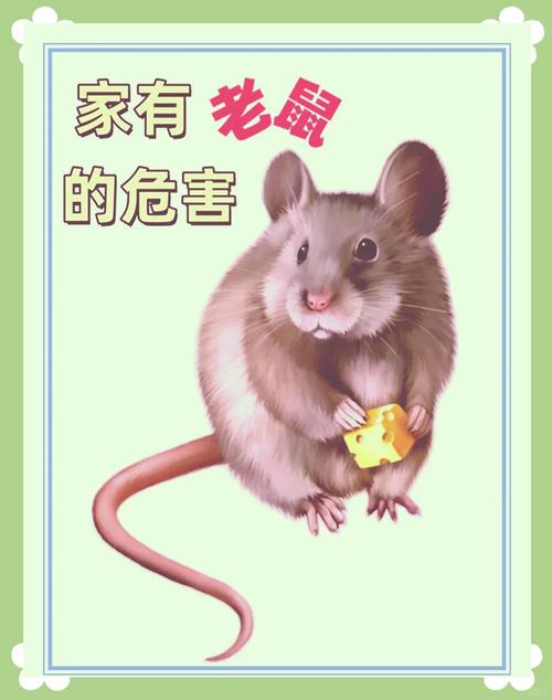 毒死老鼠会对家中的风水产生怎样的负面影响呢？
