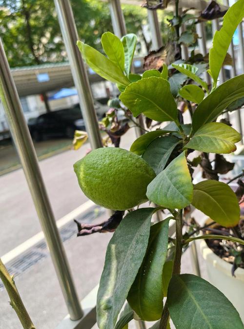 阳台种柠檬对风水有影响吗？