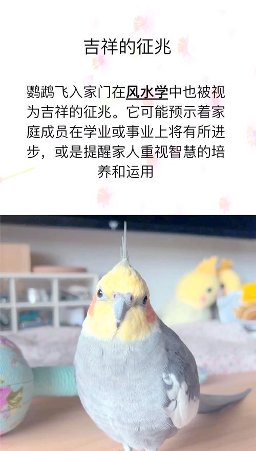 门口适合养鸟吗？这样的风水布局是否吉利？