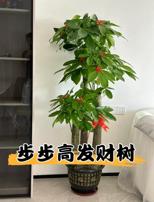 企业摆放绿植时有哪些风水讲究需要注意呢？