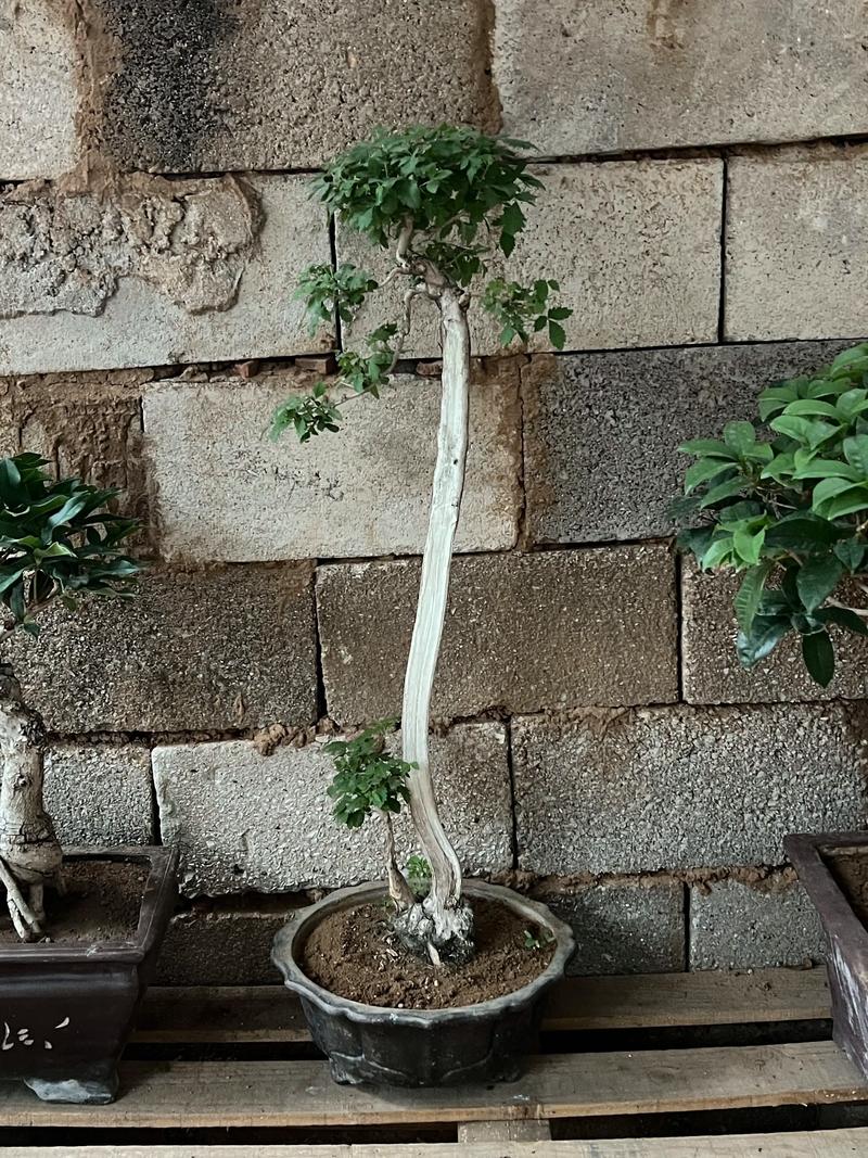 家里种植荆树会影响风水吗？