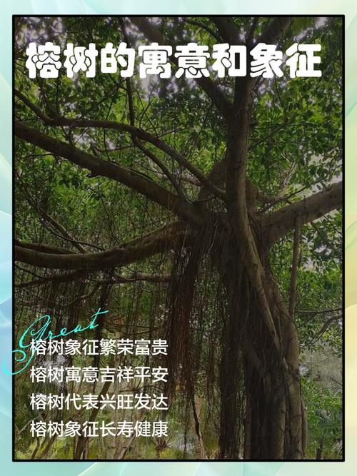 东莞榕树作为风水树，其风水意义有哪些？