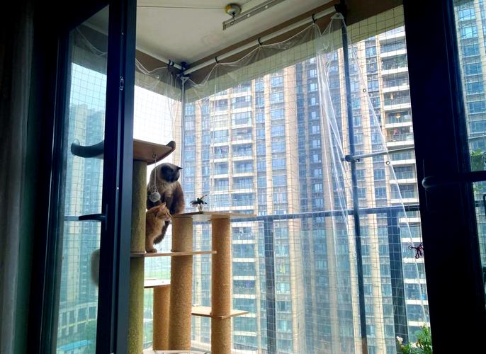 窗台养猫风水如何，适合猫咪居住吗？