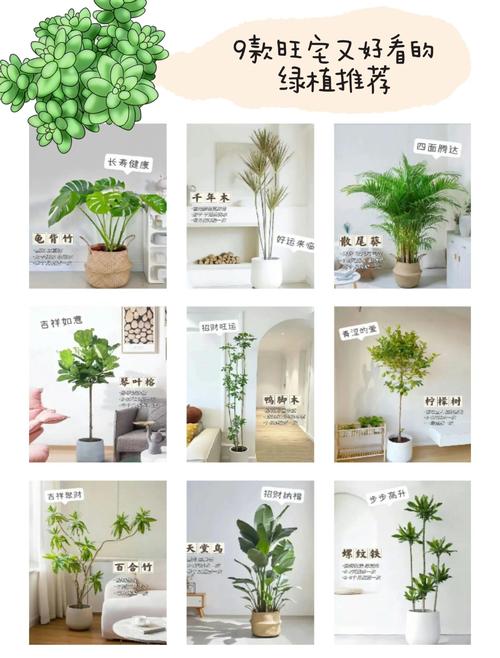 门口摆放植物对风水有影响吗？