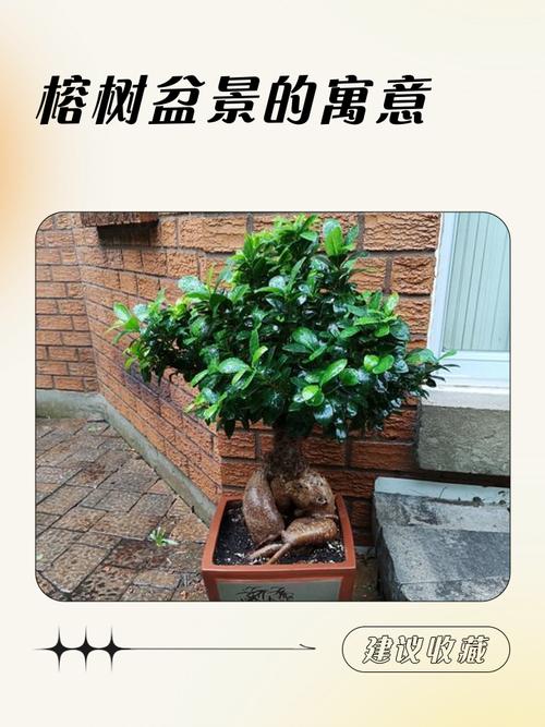 住宅周围种榕树对风水有好处吗？