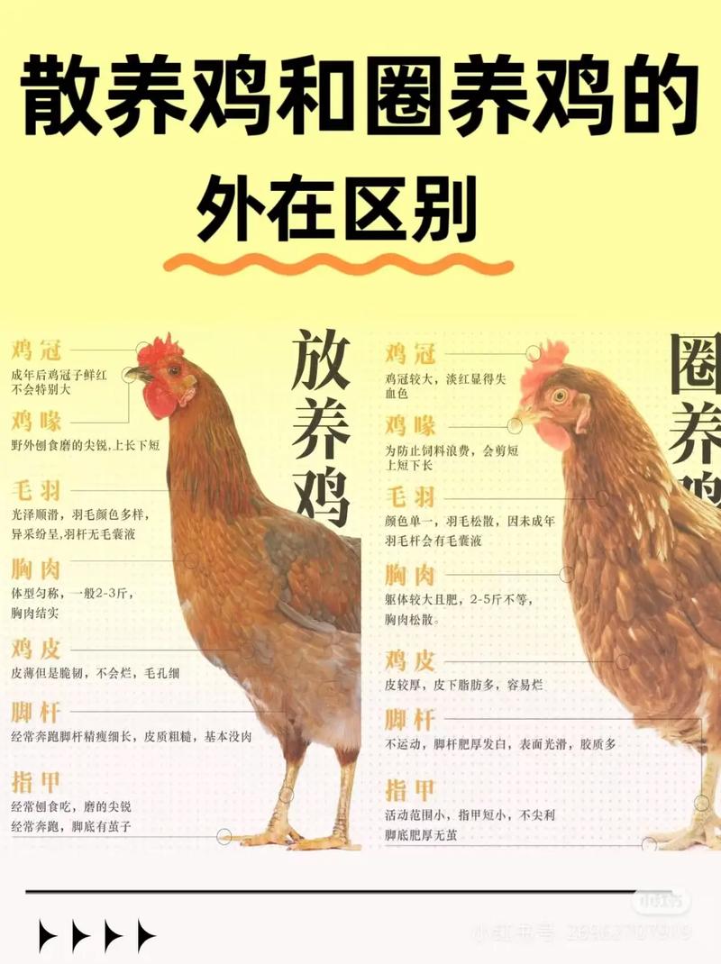 2026年5月23日养鸡适合吗？这个日期吉利吗，寓意如何？