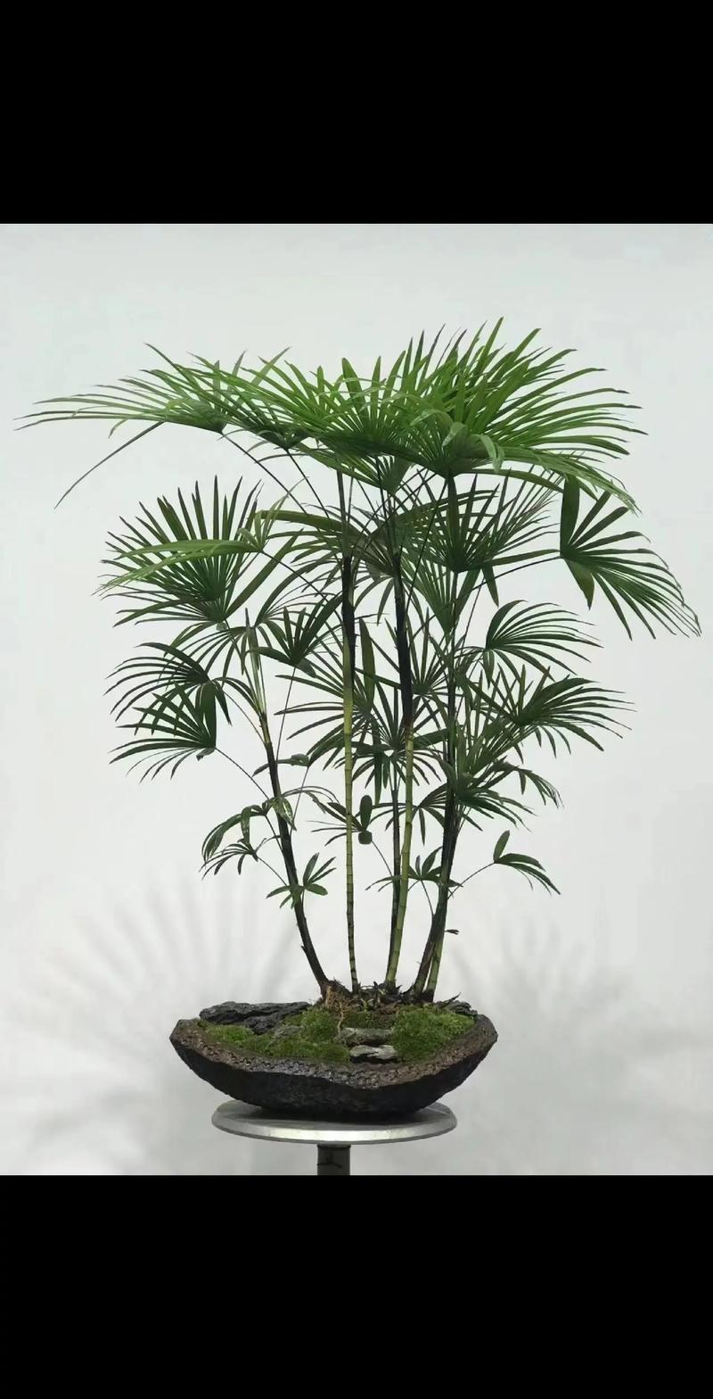 棕树种植适合我家吗？对风水有好处吗？