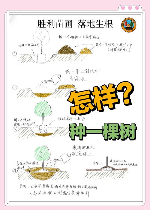 如何让在松树林扎根的树苗成活率最高？