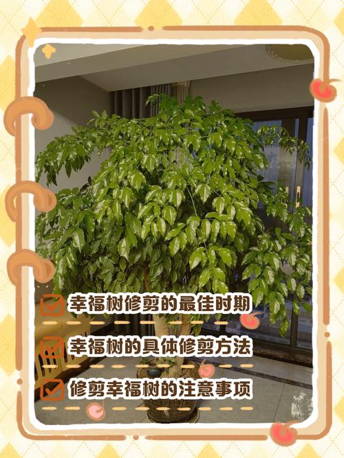 修剪树枝对住宅风水有影响吗？