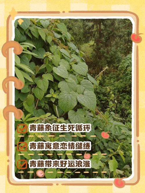 为什么说藤本植物对风水有不利影响呢？