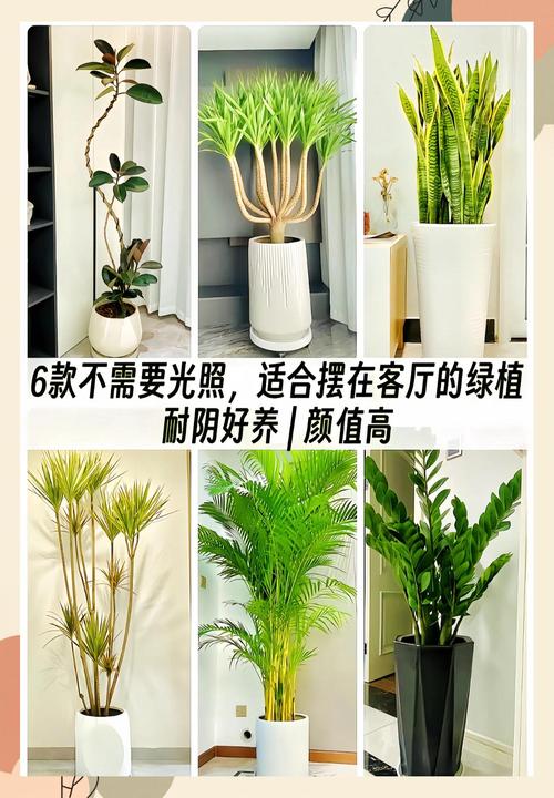 水命家庭适合养哪些植物？买房时应选择几楼更合适？