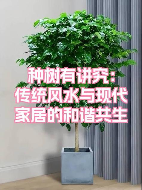 楼顶种树会对住宅风水产生怎样的影响呢？