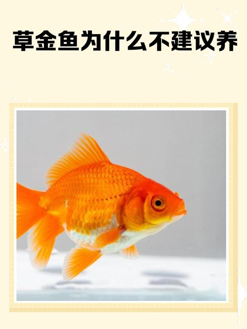 为什么风水鱼不能只养双数条，有什么讲究吗？