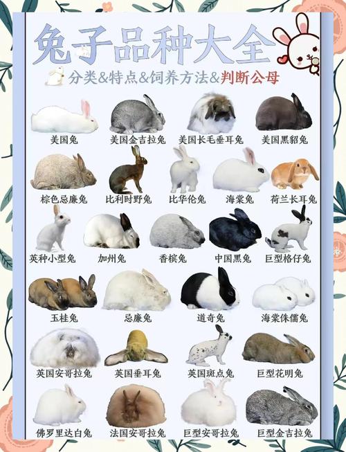 为什么适合生兔宝宝的父母属相是这些？