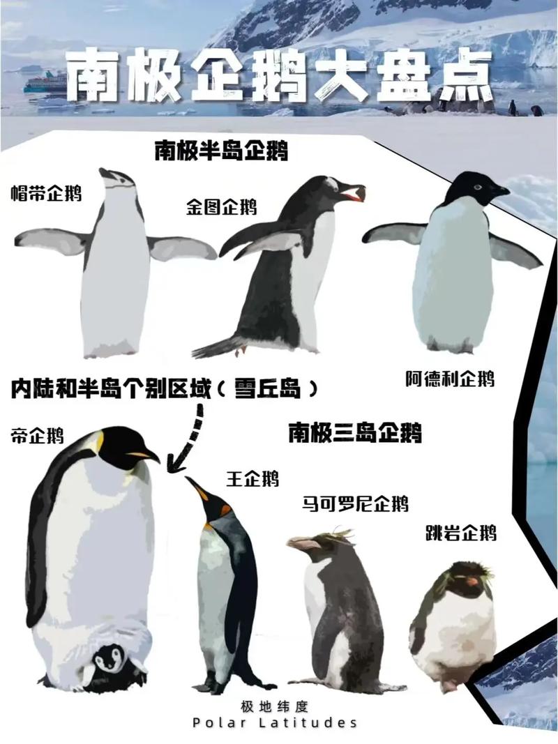 企鹅在风水分类中，究竟是属于水性动物吗？