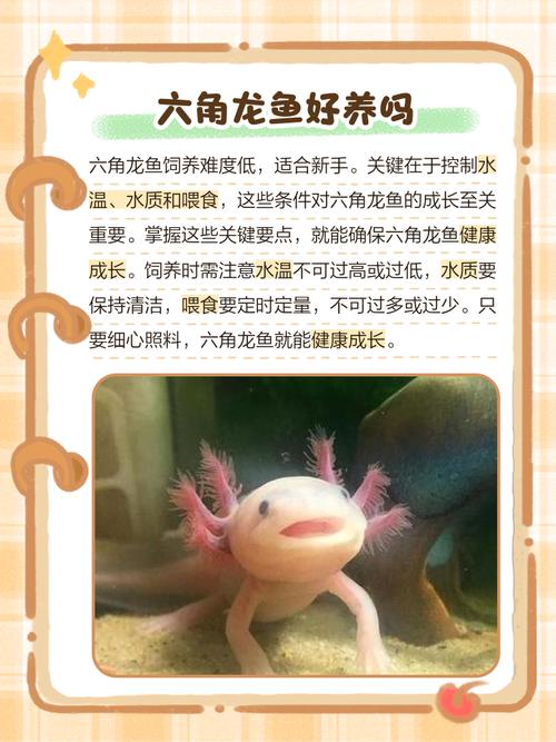 六角龙鱼作为风水鱼，其寓意和作用究竟有何忒别之处呢？