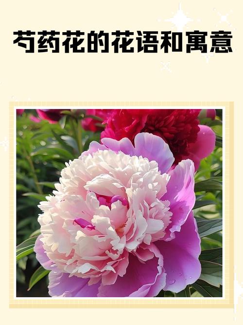 门前种植芍药对风水有何吉祥寓意？