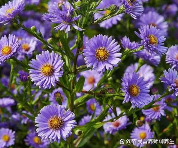 紫菀风水效果如何？购买紫菀是否划算？