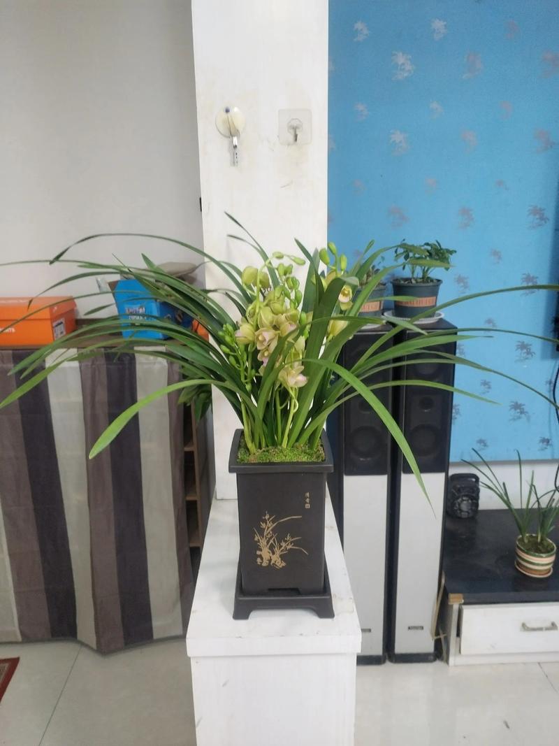 家里适合养兰花吗？这样的风水布局是否吉利？