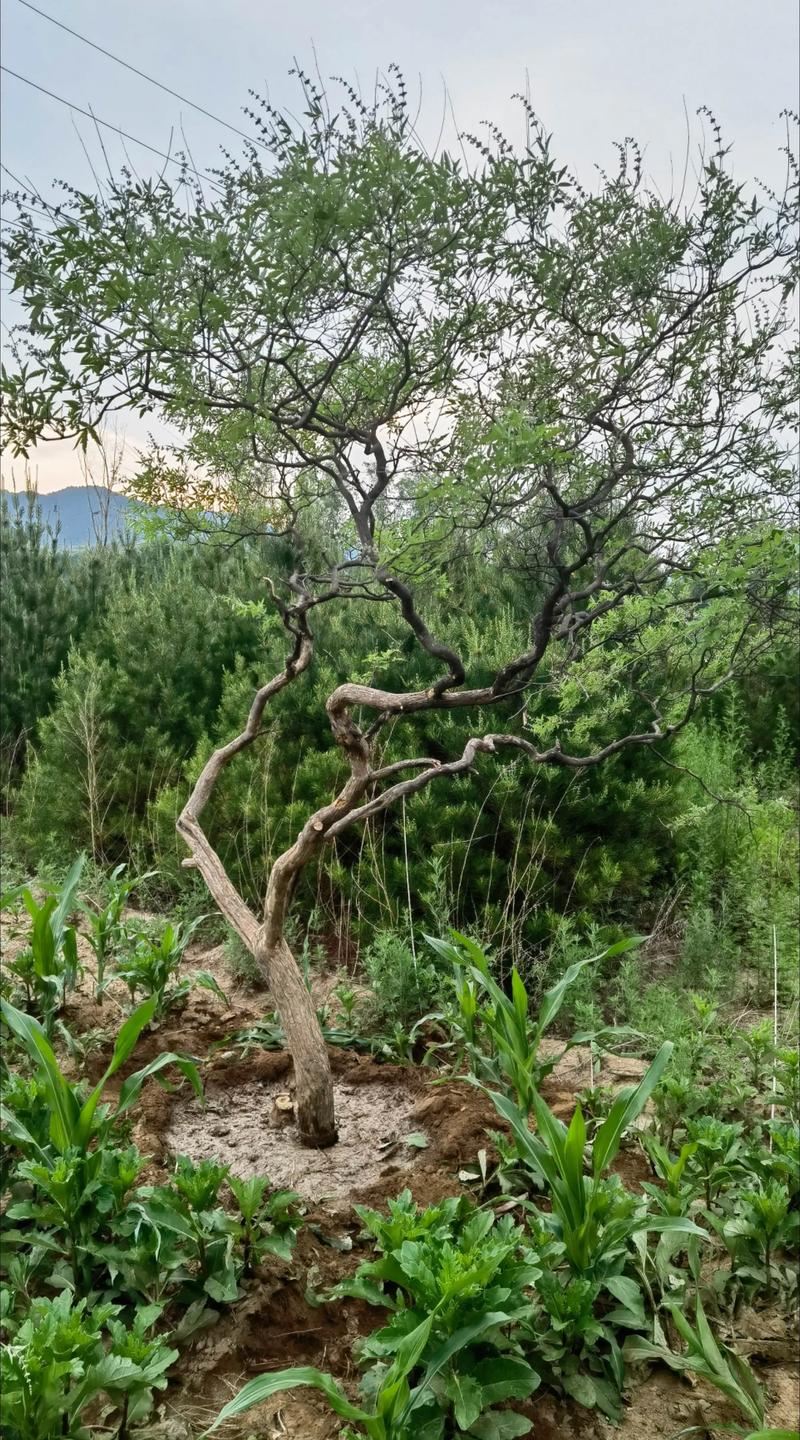 家里种植荆树会影响风水吗？