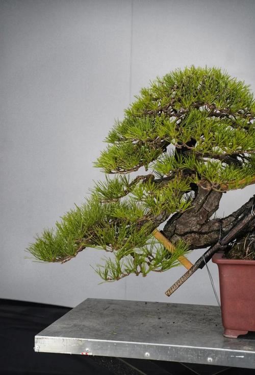 龙松树的风水对家居环境有哪些具体影响？