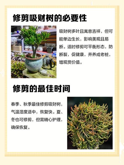 平时修剪树枝对风水有影响吗？