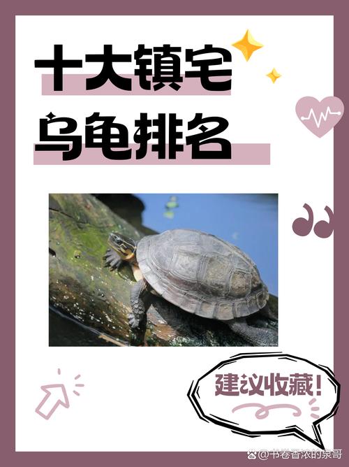 断尾乌龟能否在风水布局中发挥独特作用？