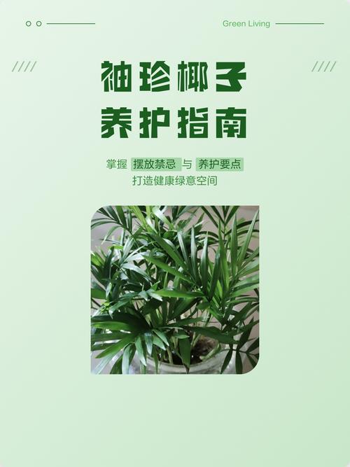 袖珍椰子在家中摆放有哪些风水禁忌需要注意？