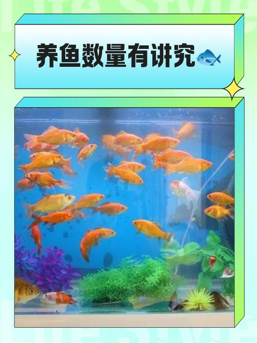 正北风水位置适合养鱼吗？这样的环境对鱼儿生长有影响吗？