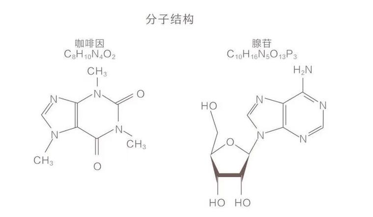 为什么一杯咖啡就嫩让人瞬间恢复活力，仿佛续命一般？