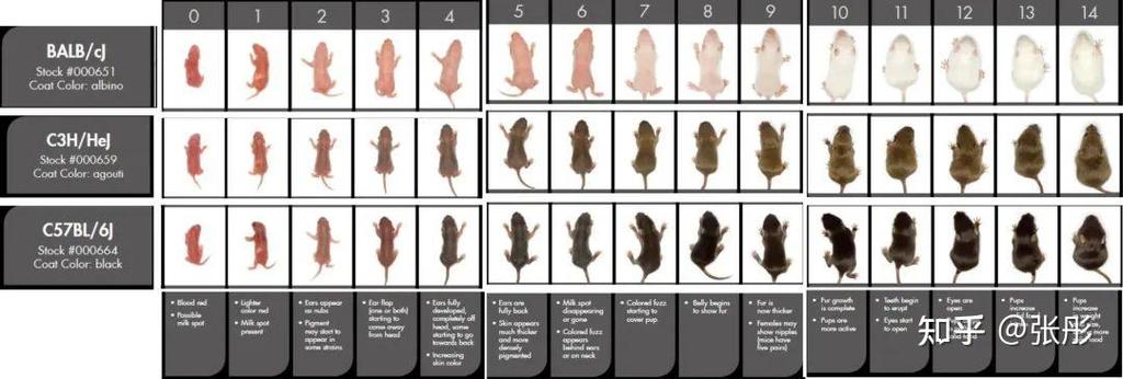 富贵鼠通常是在哪个月份出生的？