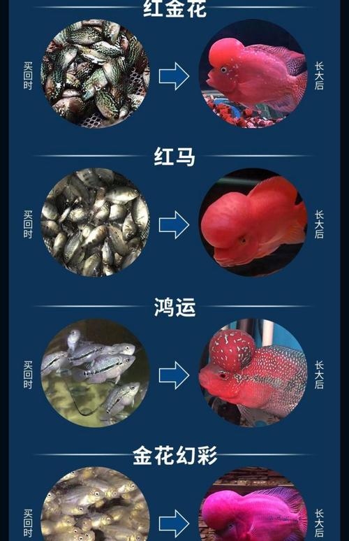 红马罗汉鱼作为风水鱼，其寓意和作用究竟有何特别之处？