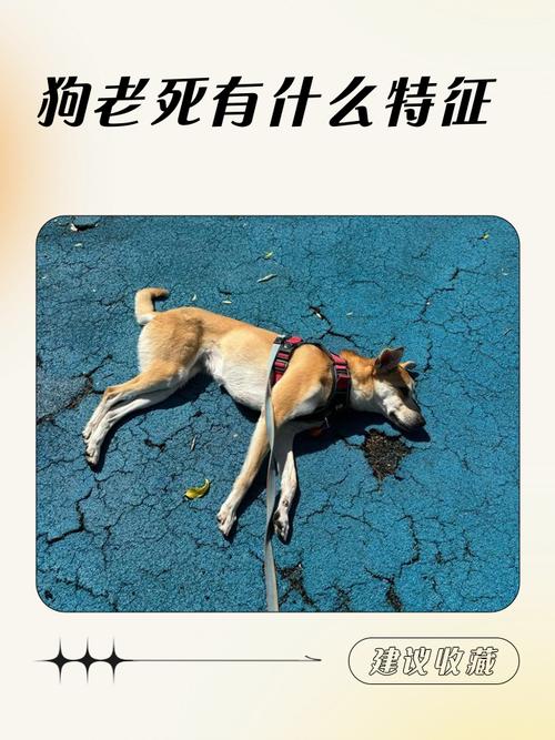 70年狗的一生中，有哪些灾难性事件曾令它痛苦不堪？