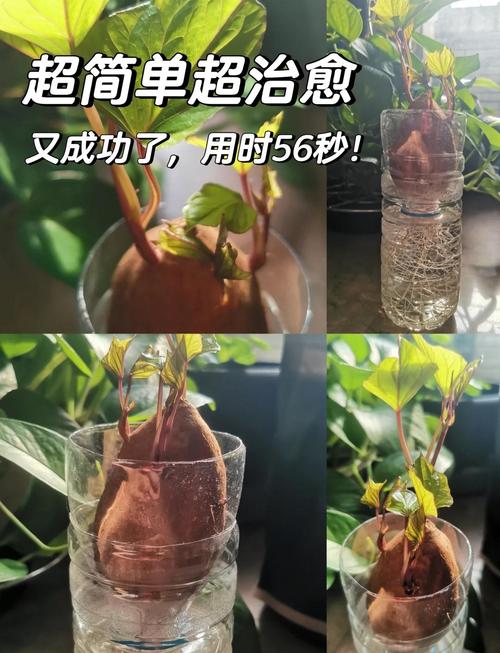 门口种植红薯对风水有影响吗？