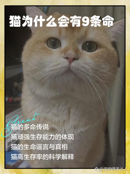 九命猫究竟属于哪种命格？命格究竟是什么意思？