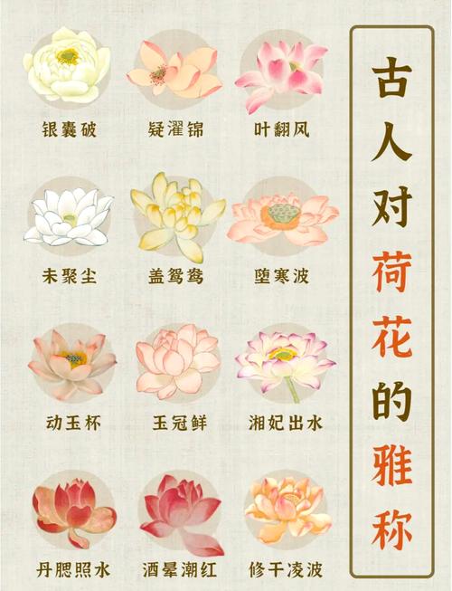 莲字取名寓意女孩，有哪些美好的寓意和象征？