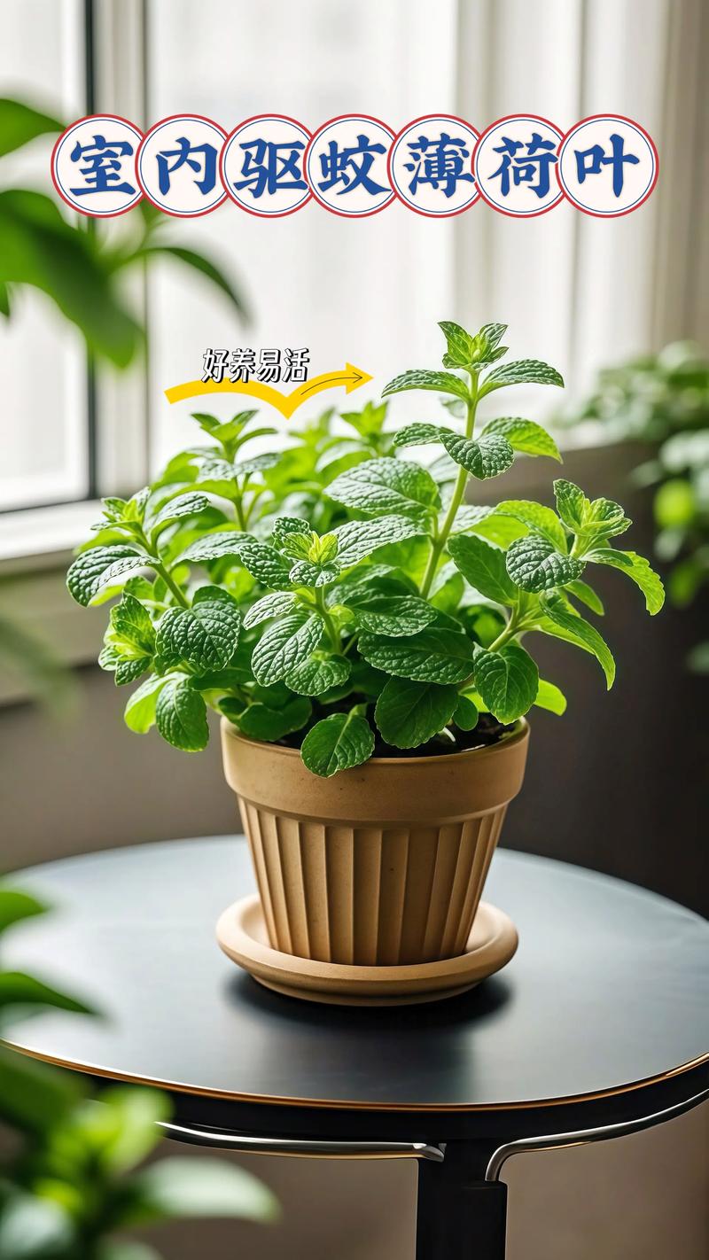 薄荷摆放在家中是否会破坏家居风水？