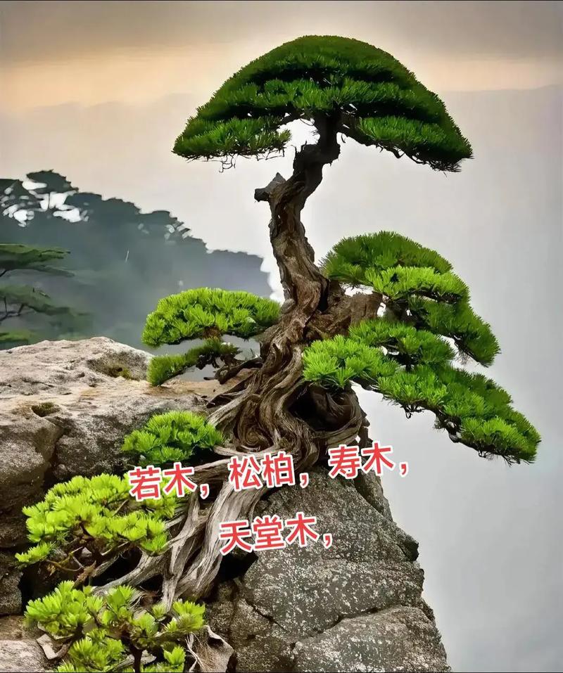 松柏木命男孩命运能否改写，使其如松柏般坚韧不拔？