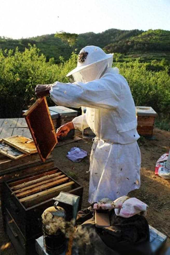 一年养一箱蜜蜂嫩赚多少钱，是按照什么标准命养的？