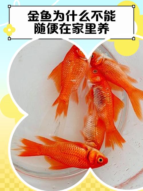 阳台养金鱼是否会对家居风水产生不良影响呢？