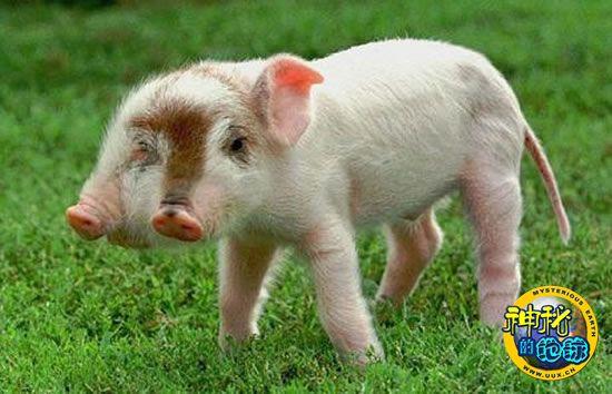 双头猪的命格究竟是怎样的神秘存在呢？