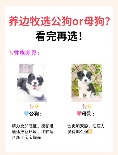 91只公羊和94只母狗配对合适吗？