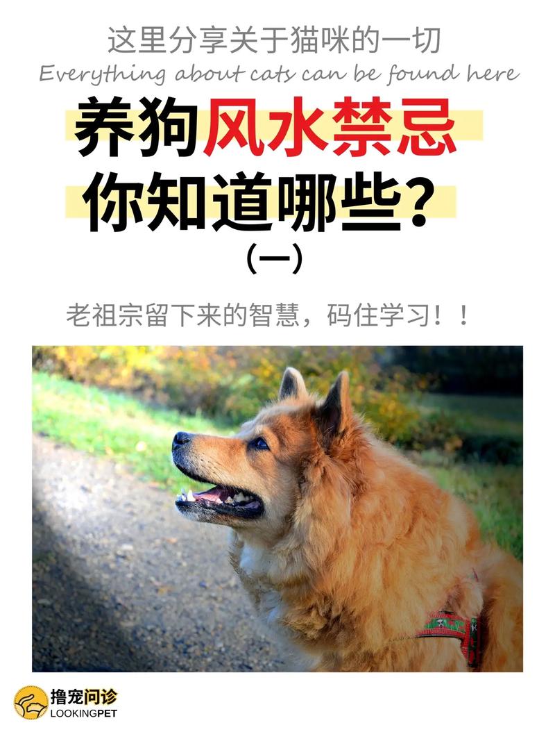家庭养狗对风水影响有多大，有没有什么讲究？