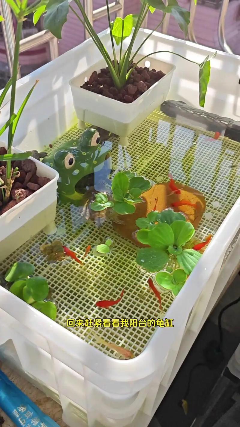 在风水上，窗台摆放龟壳是否适宜？有什么讲究和禁忌需要注意？