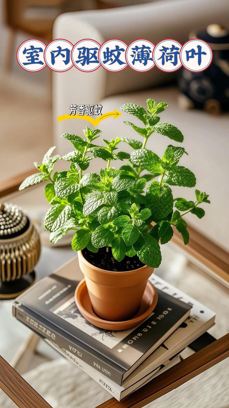 薄荷摆放在家中是否会破坏家居风水？