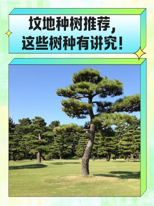 墓地松树的风水讲究有哪些具体要求？