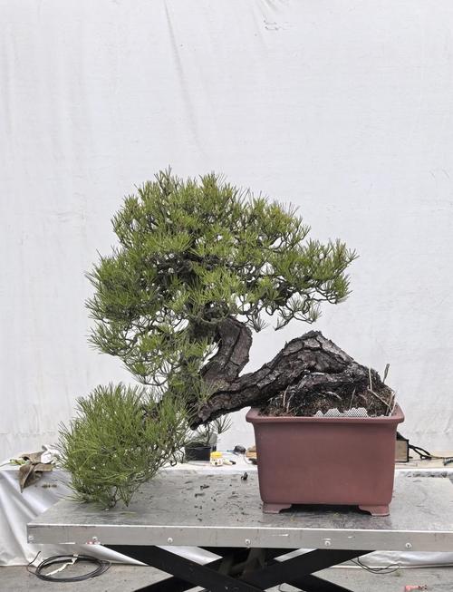 龙松树的风水对家居环境有哪些具体影响？