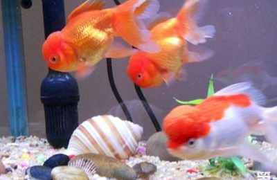 家庭养鱼风水有哪些讲究和忌讳