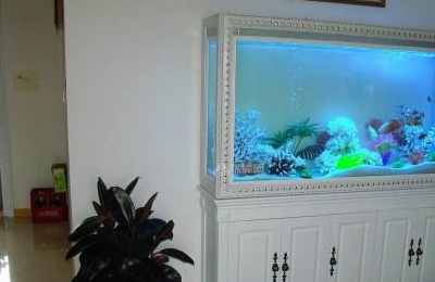 家庭养鱼风水有哪些讲究和忌讳